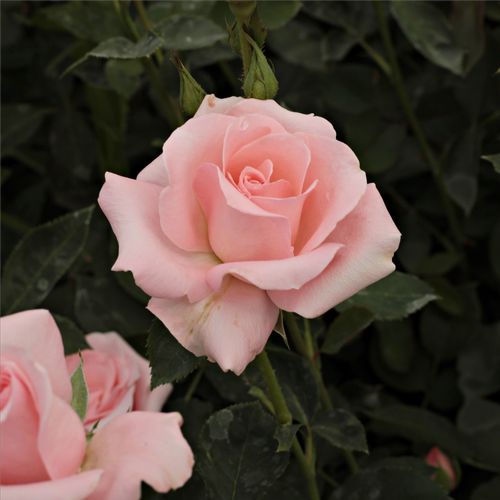 Lososově růžová - Stromkové růže s květmi čajohybridů - stromková růže s rovnými stonky v koruně